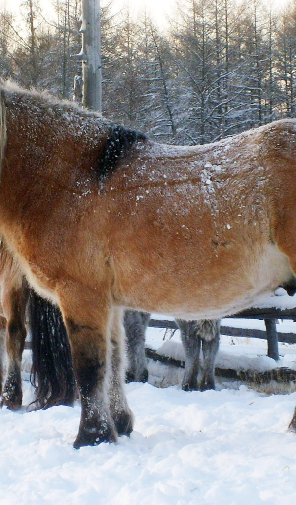 Сильные лошади