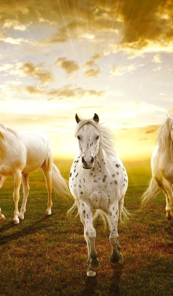 Закат с лошадями