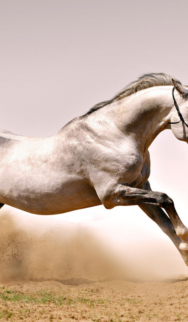 Быстрая лошадь