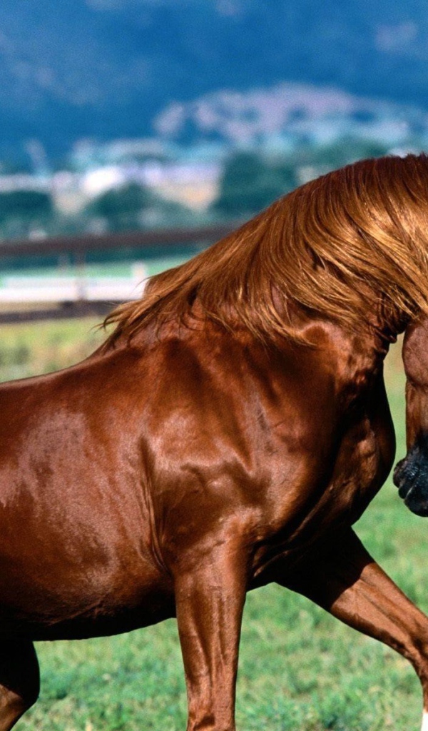 Коричневая лошадь