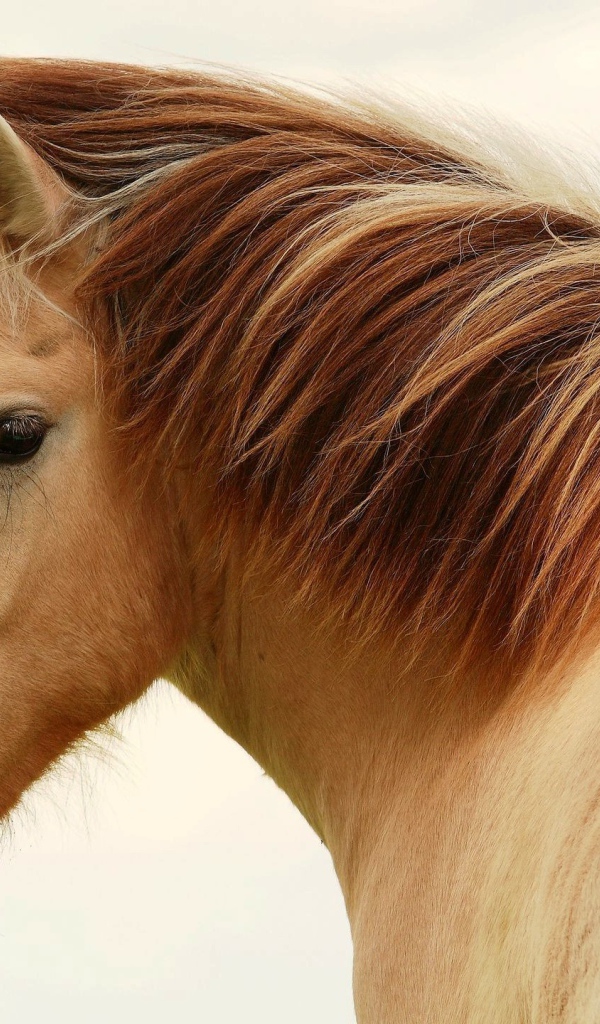 Великие лошади