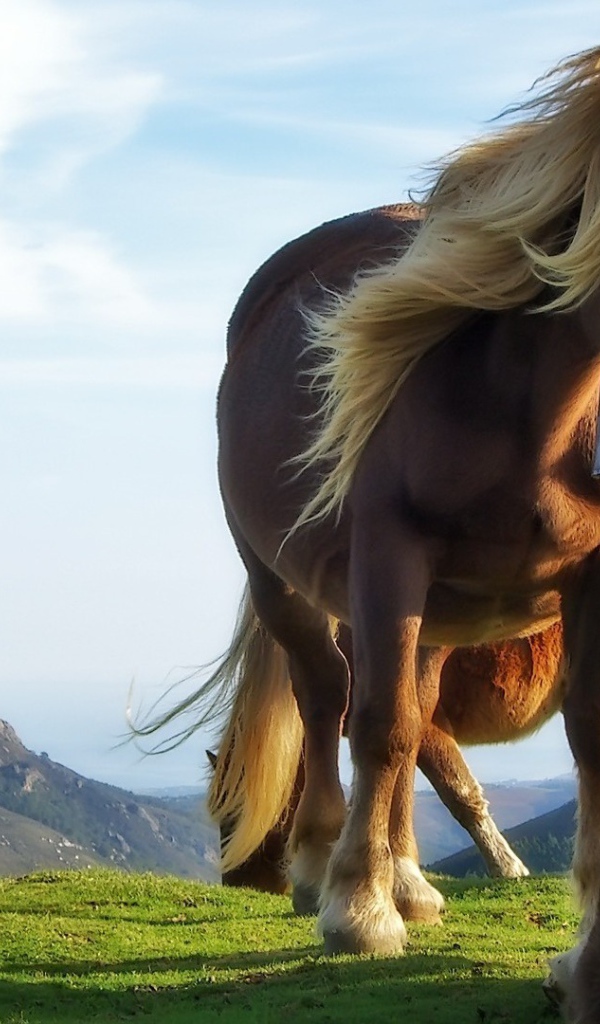 Лошадь и жеребенок на траве