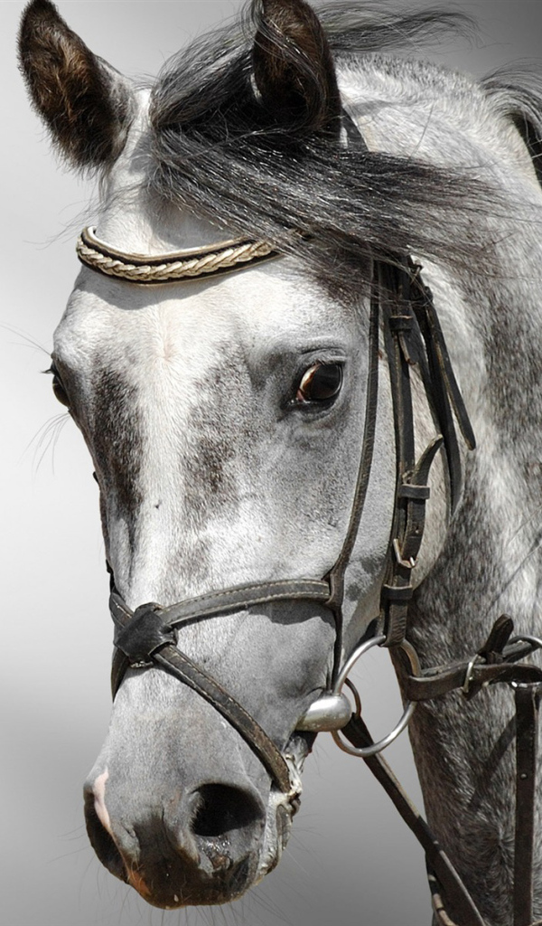 Голова лошади