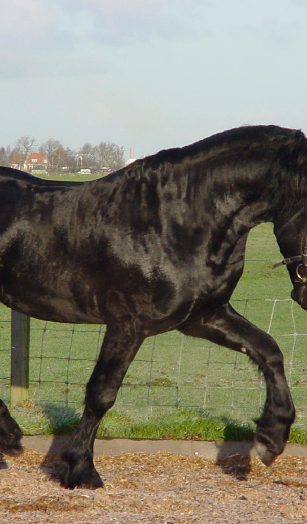 Самая дорогая лошадь