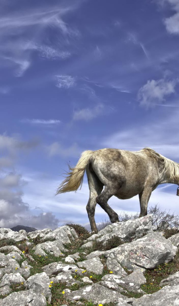 Серебряная лошадь