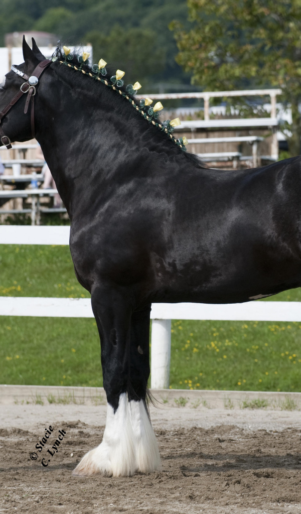 Самая большая в мире лошадь