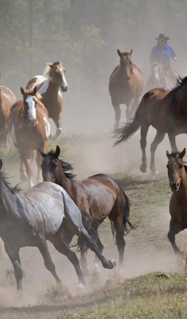 Тысяча лошадей