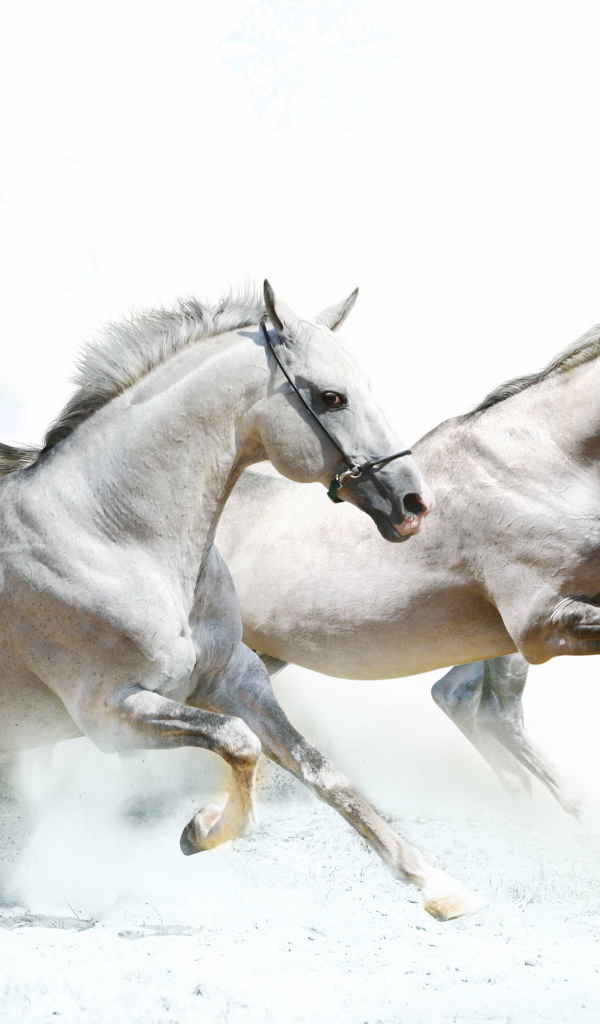 Тройка лошадей