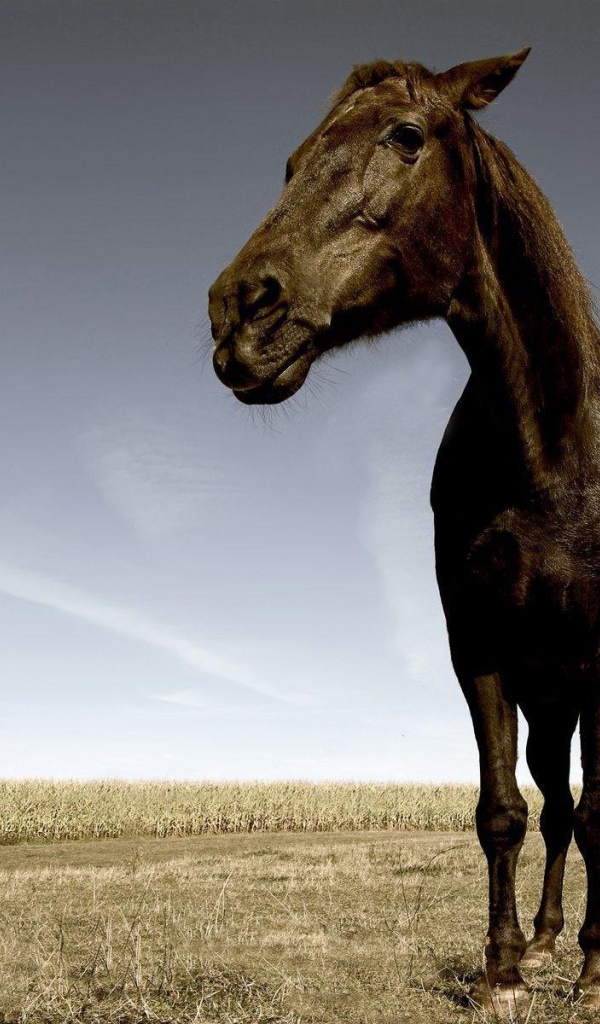 Уставшая лошадь