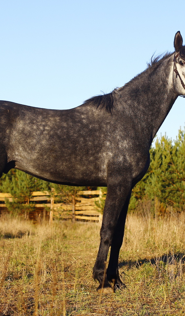 Рысистые лошади