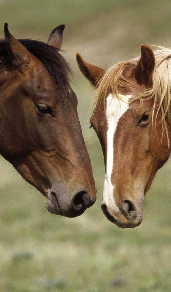 Две коричневые лошади