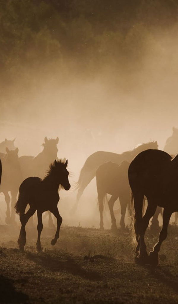 Долина лошадей