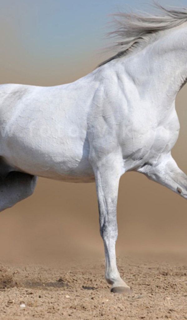 Белый конь бежит
