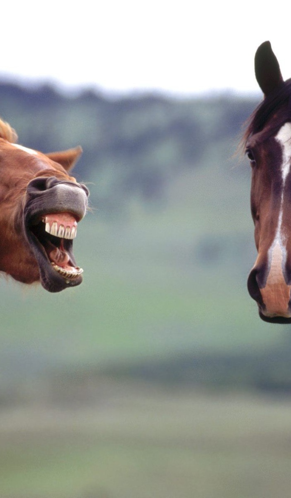 Злая лошадь