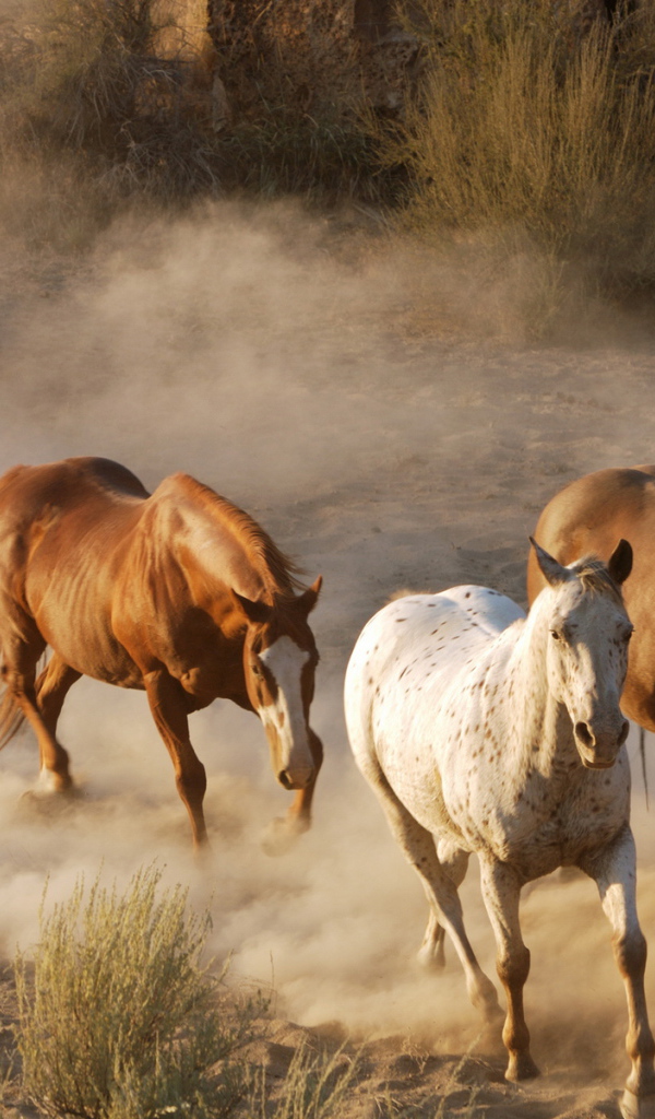 Дикие лошади