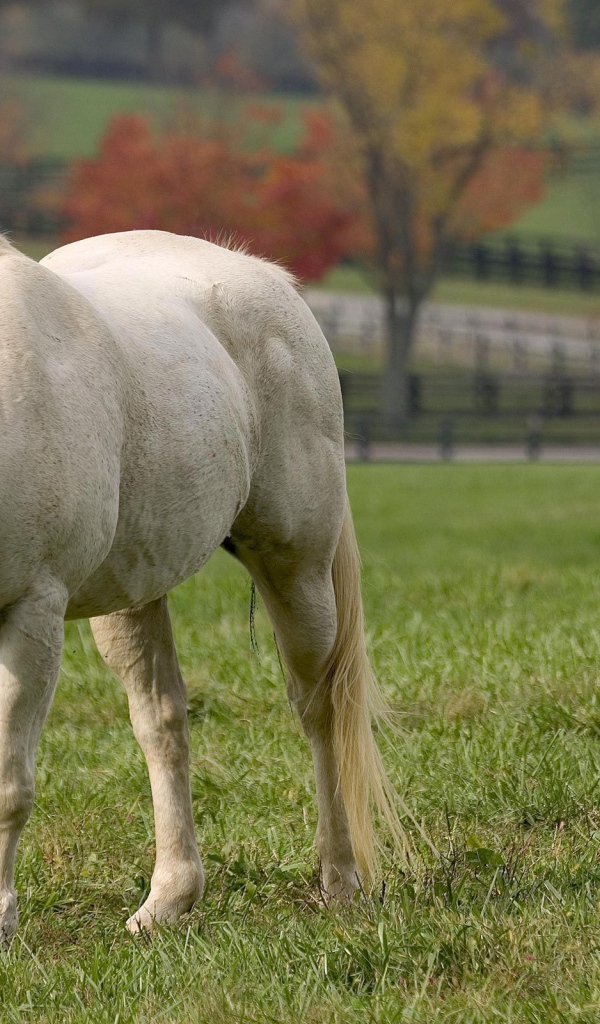 Лошадь рабочая