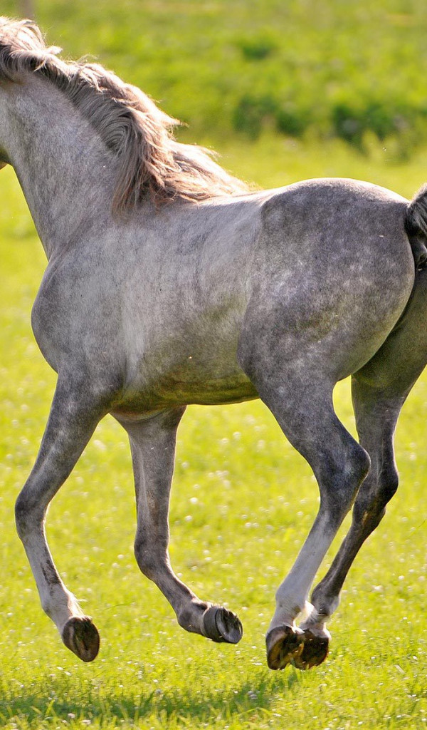 Молодая лошадь