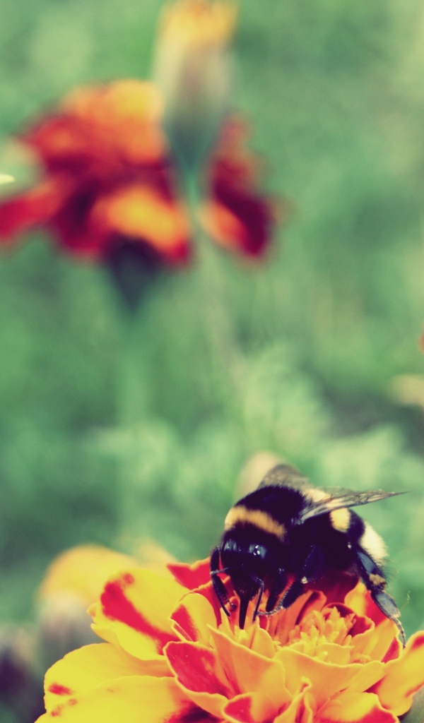 Шмель сидит на цветке