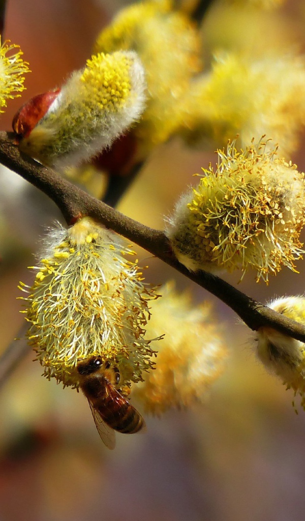 Пчела сидит на вербе