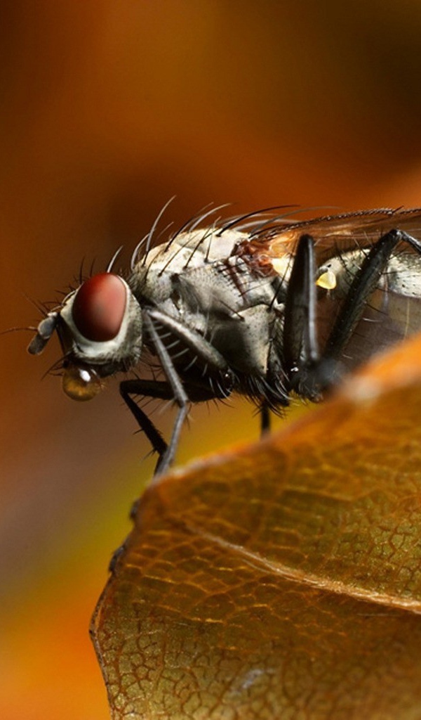 A fly sitting on a piece of