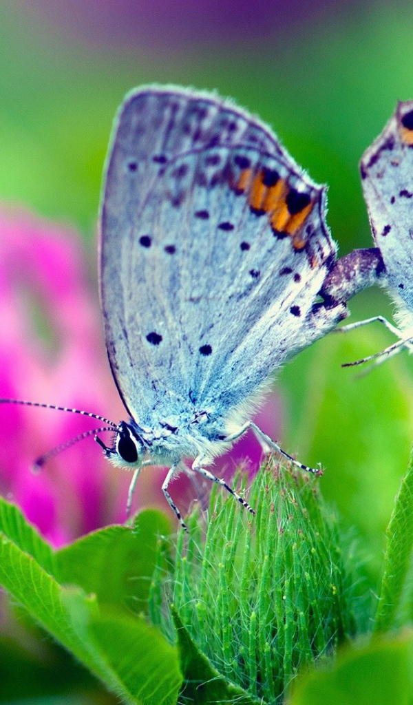 Пара бабочек