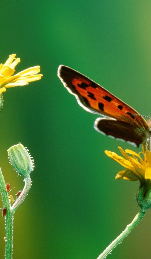 Бабочка и гусеница