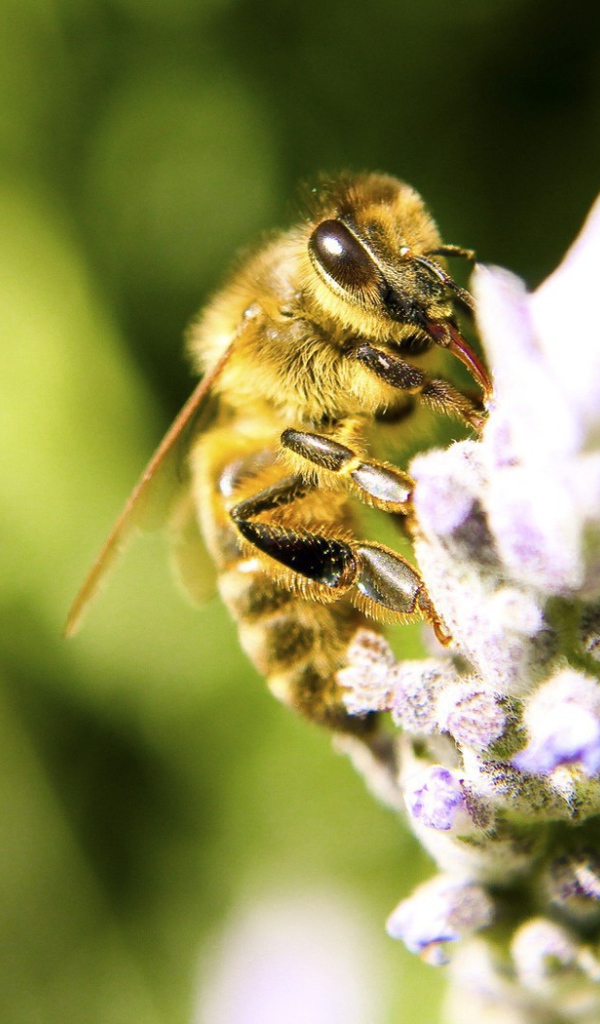 Пчела с цветка собирает мед
