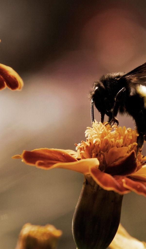 Пчела собирает мед