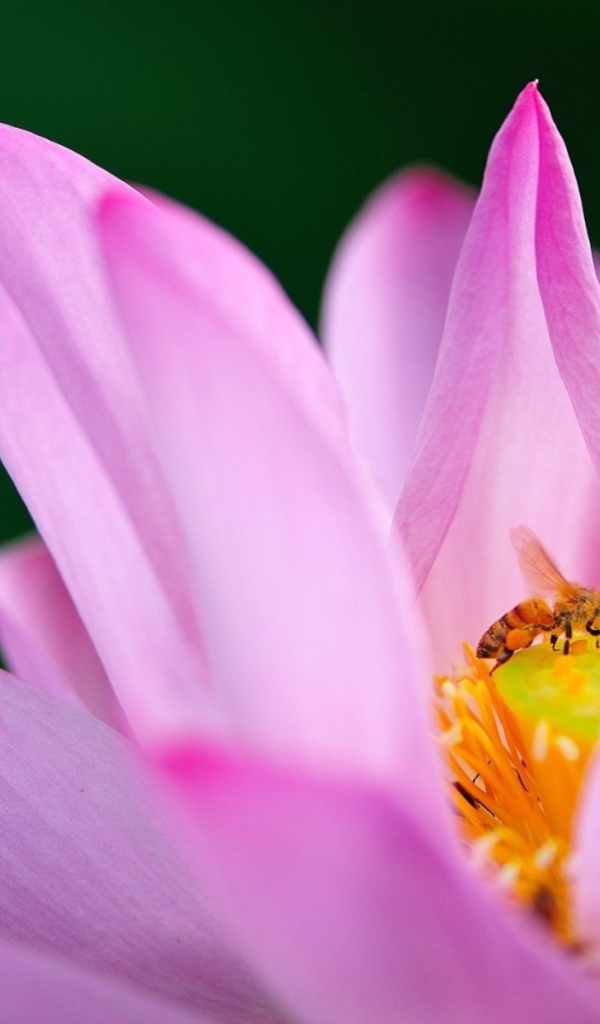 Пчела на лилии