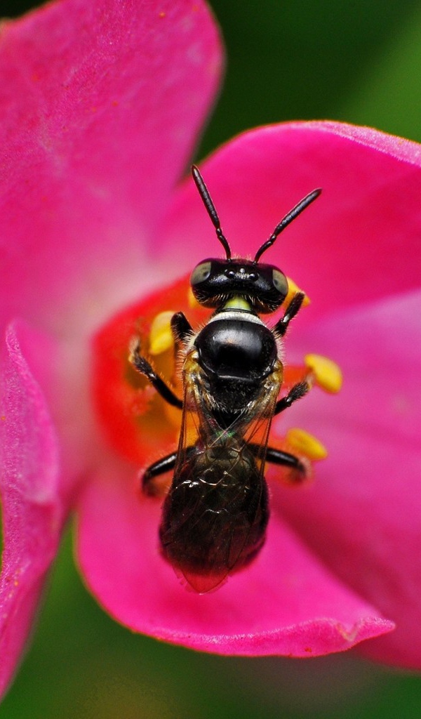 Пчела на розовом цветке