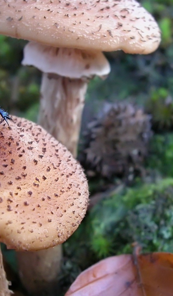 Жук сидит на грибе