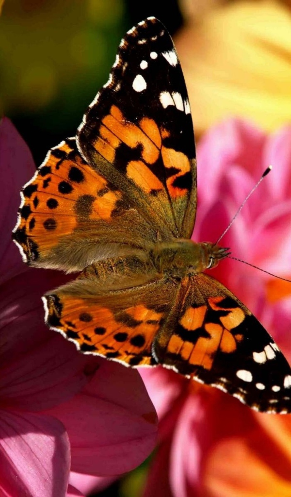 Бабочка в полете