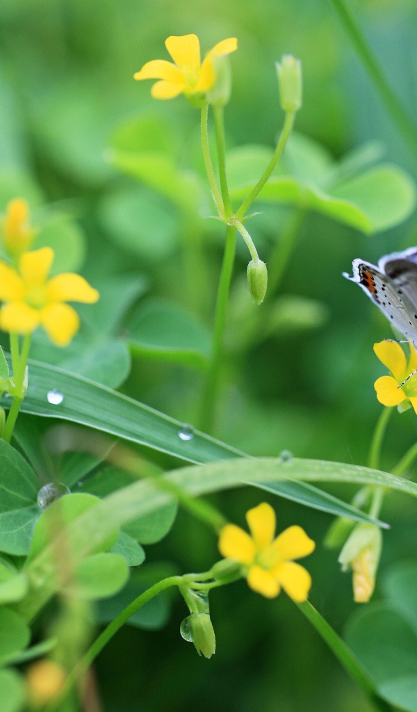 Бабочка в зелени