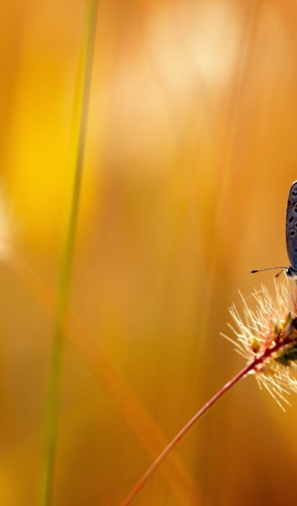 Бабочка на колоске