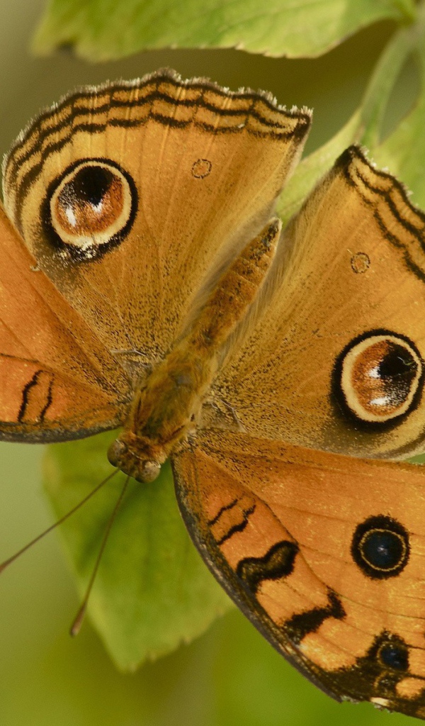 Бабочка на листе