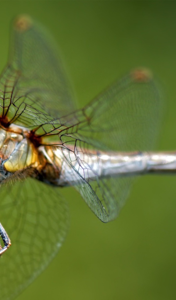 Стрекоза сидит