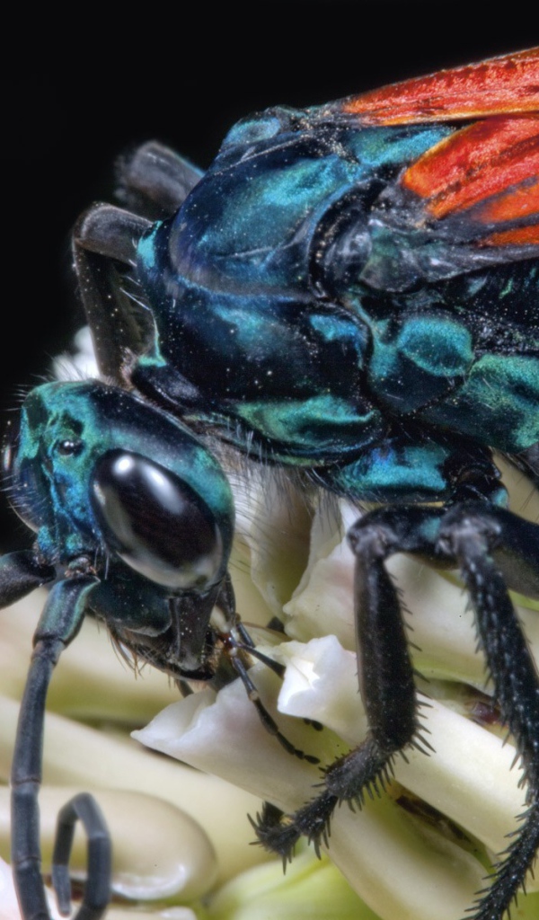 Муха крупным планом