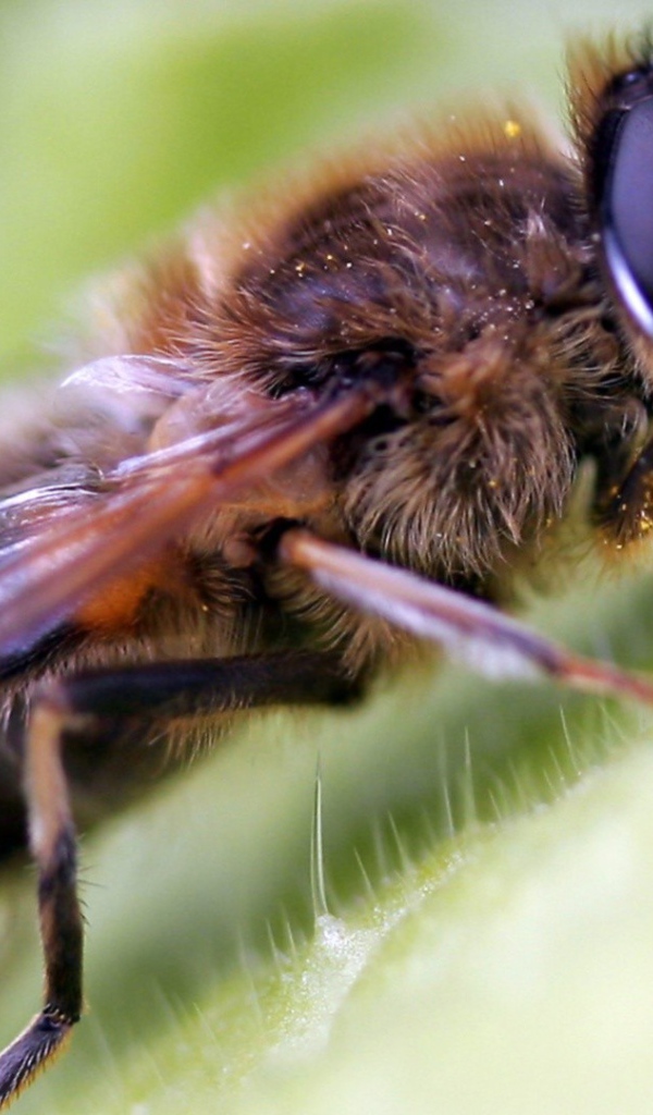 Волосатая муха