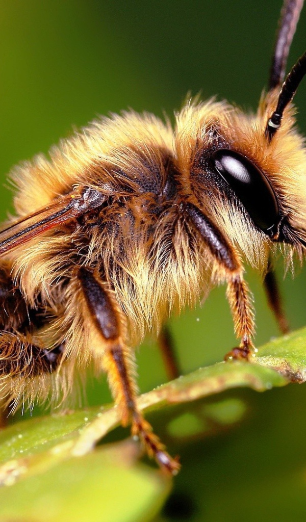 Насекомое на листке