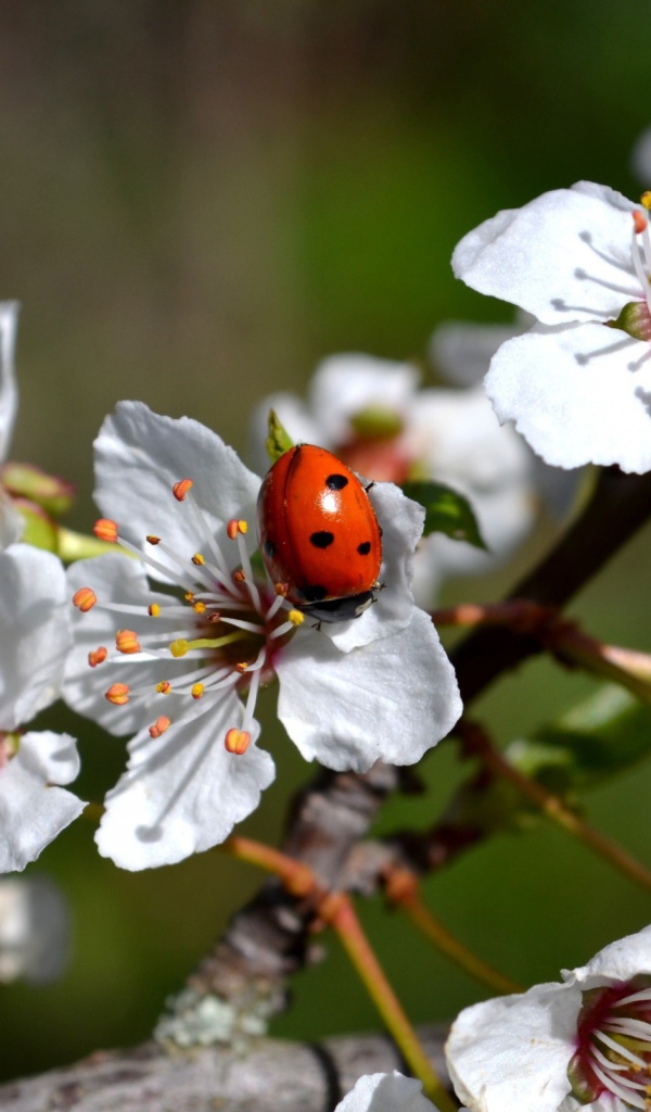 Божья коровка на яблоне