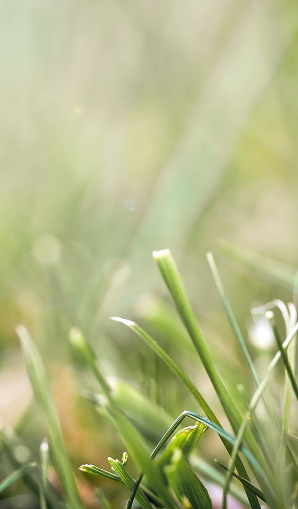 Божья коровка на травинке