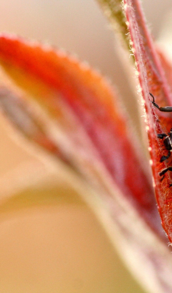 Божья коровка на листочке