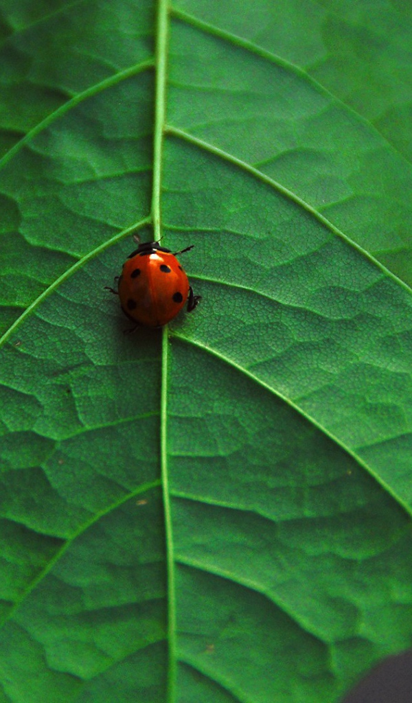 Божья коровка на клене