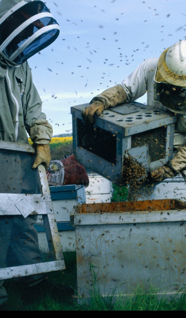 Высадка пчел в улей