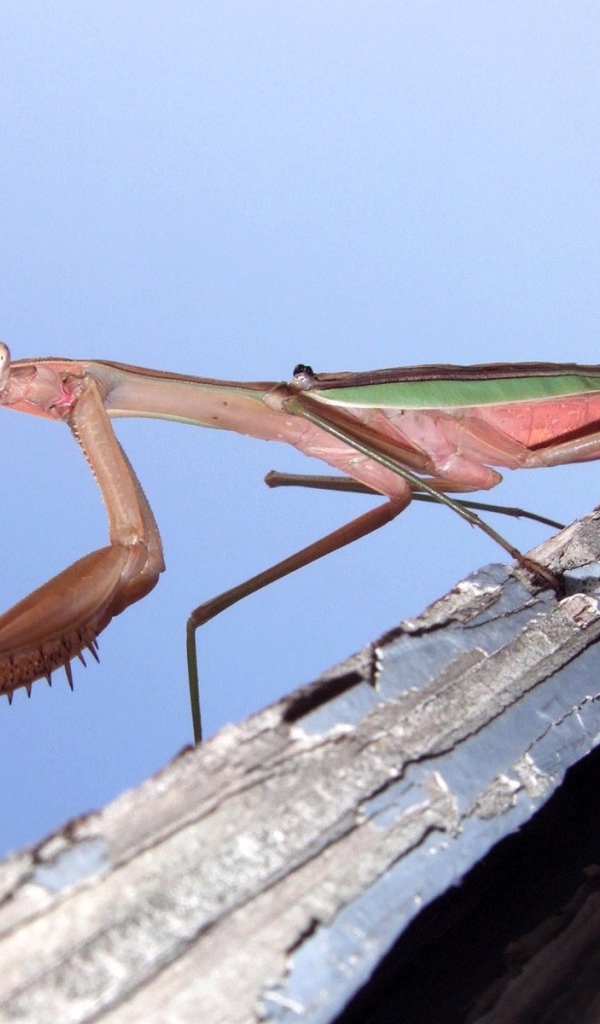 Насекомое богомол