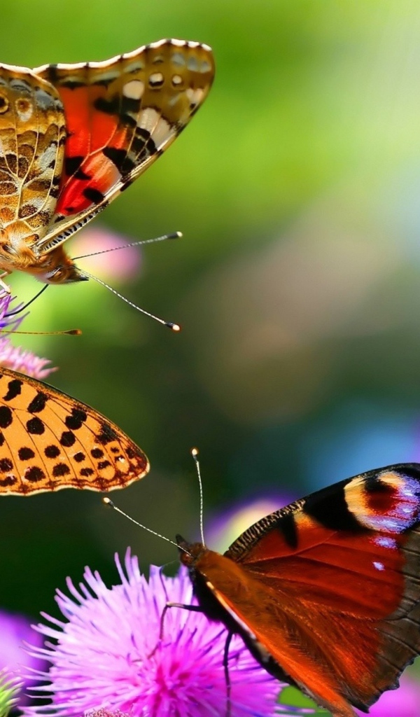 Разноцветные бабочки на цветах