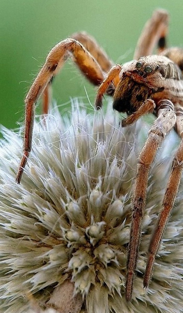 Паук на круглом цветке