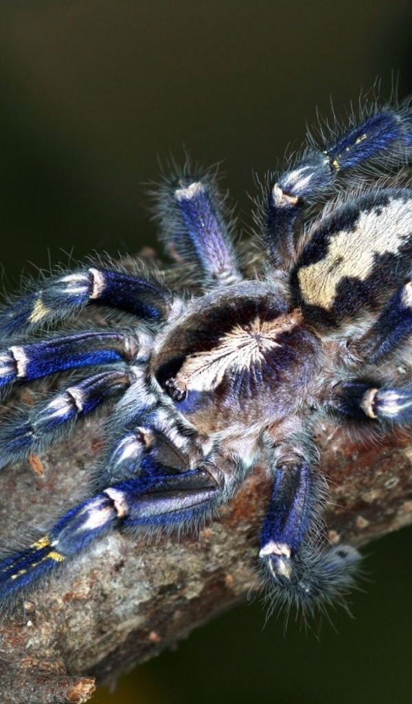 Паук на ветке