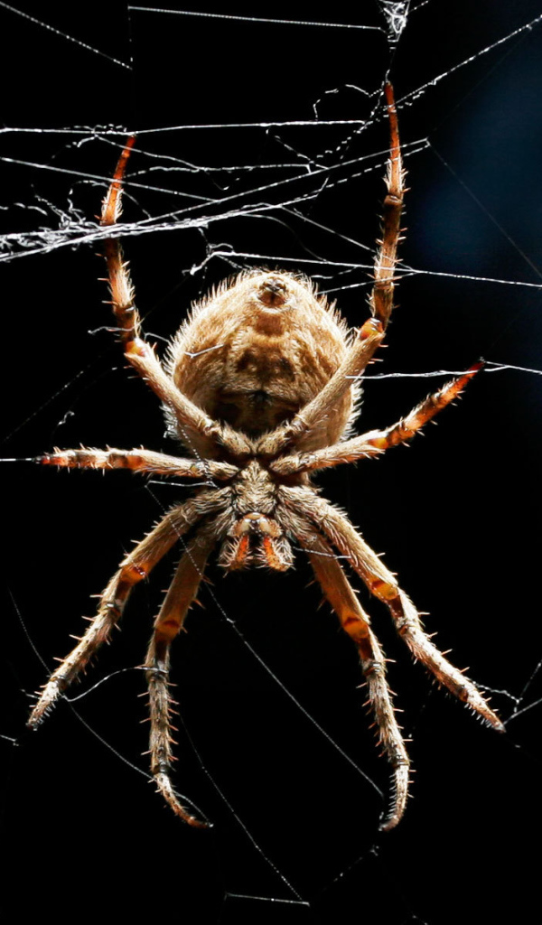 Паук плетет свою паутину