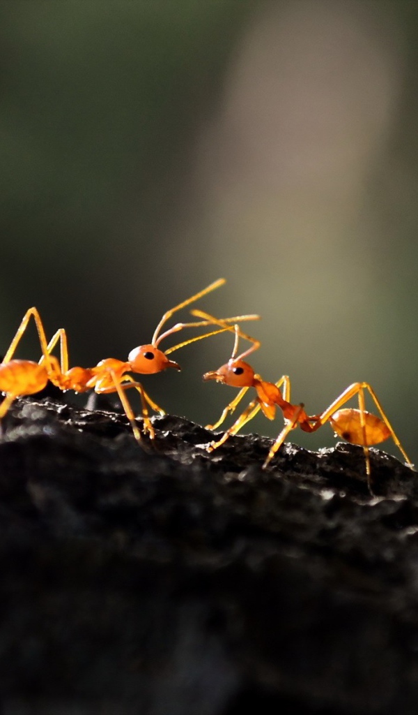 Два муравья
